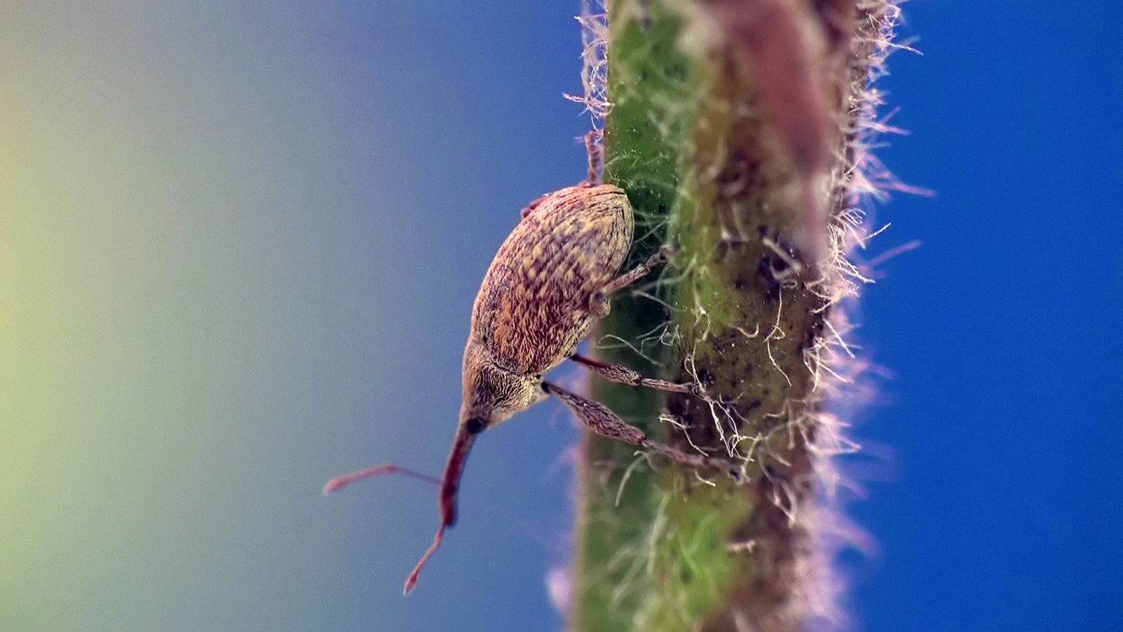 Close-up of a boll weevil on the stem of a cotton plant