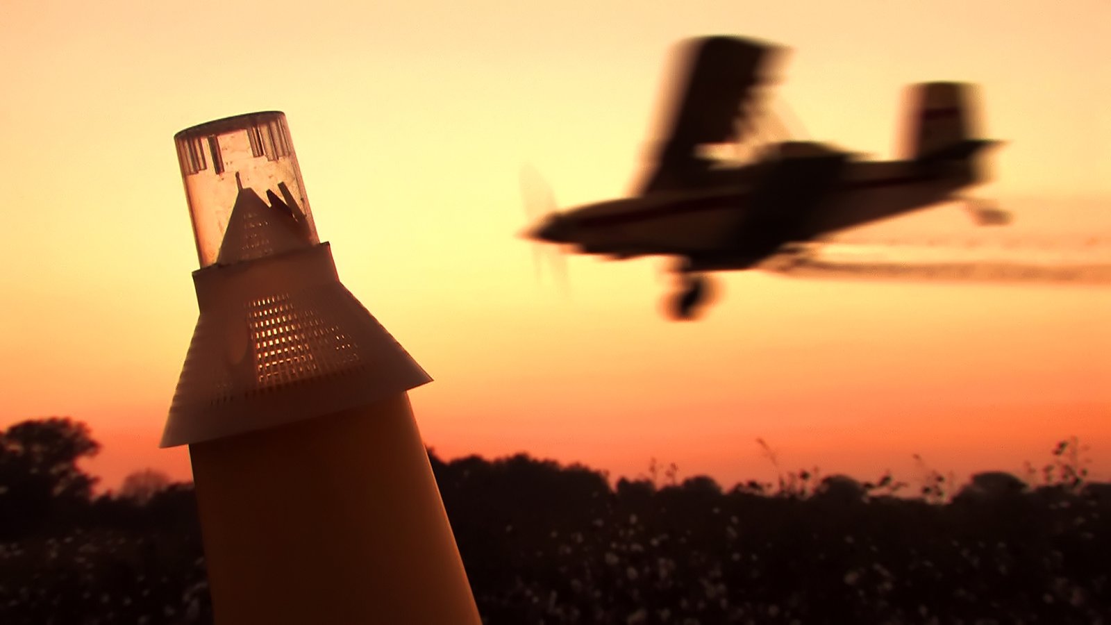Crop duster biplane silhouetted against a sunset sky over a cotton field, with a boll weevil trap in the foreground